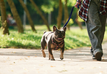 Plemena psů, která veterináři nedoporučují