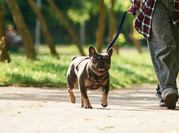Plemena psů, která veterináři nedoporučují