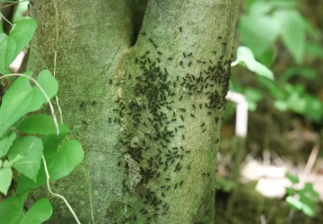 Mravenčí stezka na kmeni stromu obvykle vede za jedním cílem Mravenčí stezka na kmeni stromu obvykle vede za jedním cílem