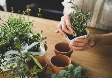 Hospodyňka radí, jak mít čerstvé bylinky i uprostřed zimy