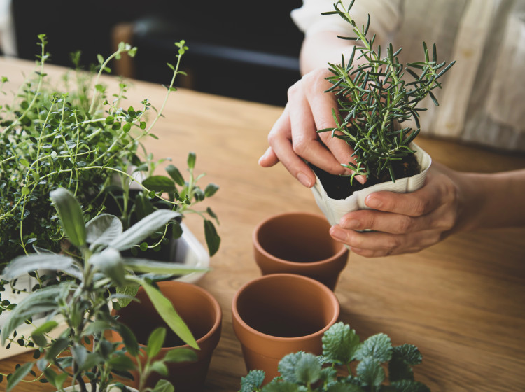 Hospodyňka radí, jak mít čerstvé bylinky i uprostřed zimy Hospodyňka radí, jak mít čerstvé bylinky i uprostřed zimy