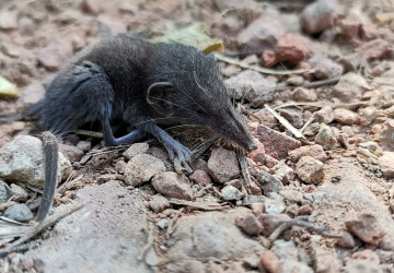 Bělozubka tmavá v Česku