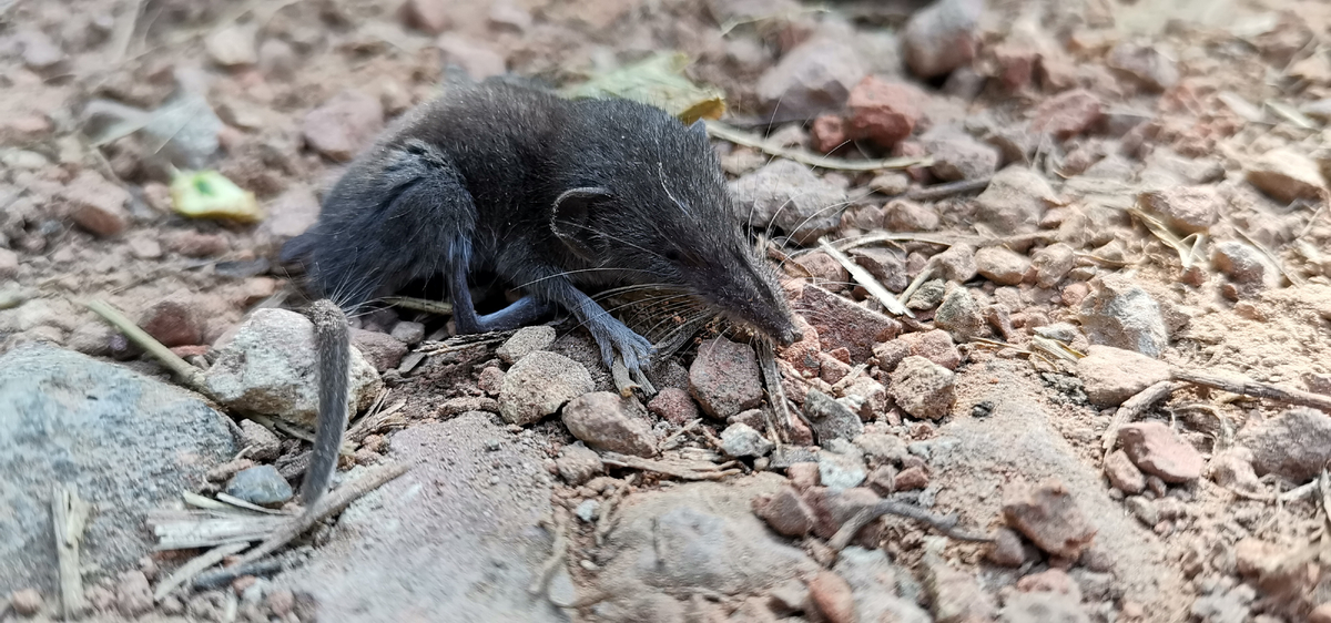 Bělozubka tmavá v Česku