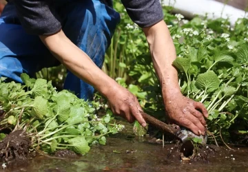 Srpnová zahrada má toho k nabídnutí víc, než se na první pohled zdá Srpnová zahrada má toho k nabídnutí víc, než se na první pohled zdá