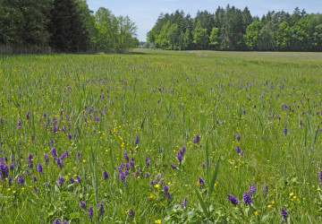 Pozor na trhání některých rostlin ve volné přírodě.