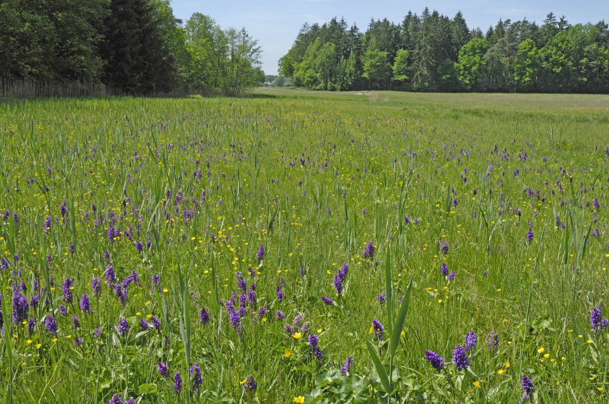 Pozor na trhání některých rostlin ve volné přírodě.
