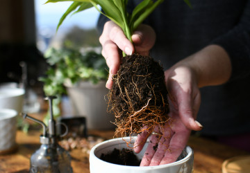 Správné umístění rostlin podle feng-šuej podporuje klid a pohodu