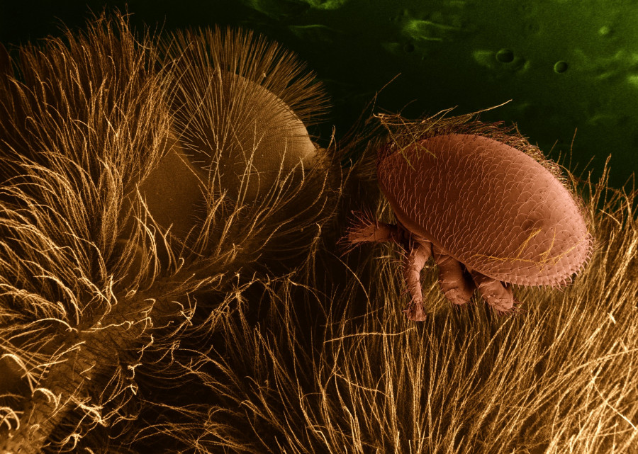 Kleštík na těle včely, pod elektronovým mikroskopem