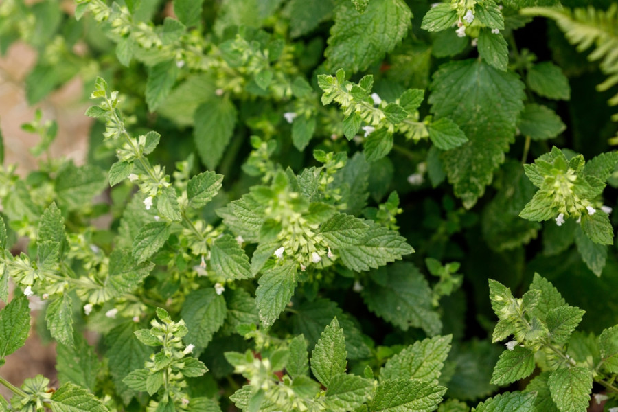 Meduňka dokáže vykvést.