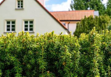 Živý plot je častým předmětem sousedských sporů. 