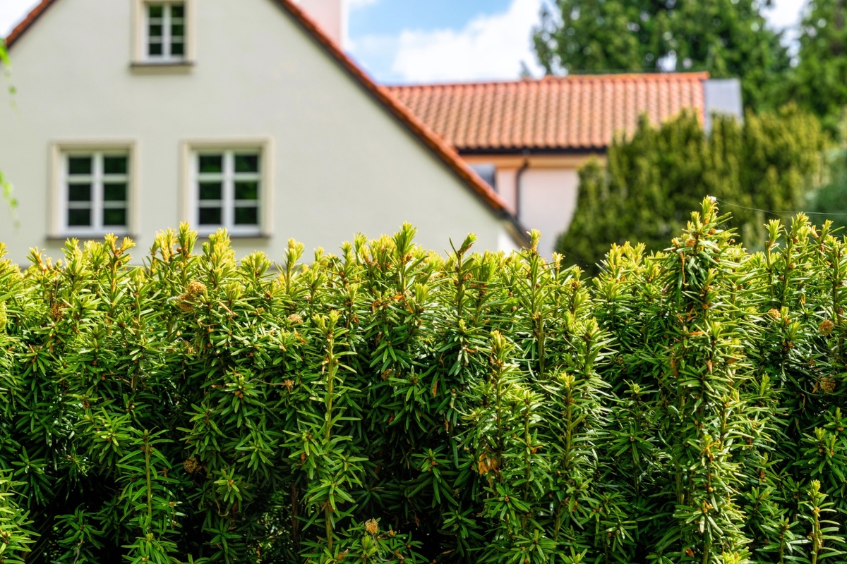 Živý plot je častým předmětem sousedských sporů. 