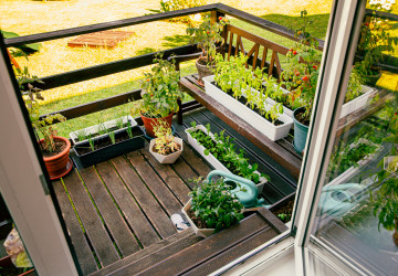 Tři druhy zeleniny, které vypěstujete i v paneláku na balkoně. I s minimem péče budete sklízet až do jara