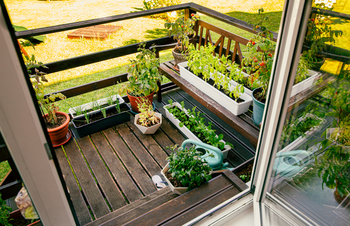 Tři druhy zeleniny, které vypěstujete i v paneláku na balkoně. I s minimem péče budete sklízet až do jara
