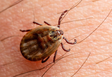 Klíšťata nás ohrožují i v soukromých zahradách. 