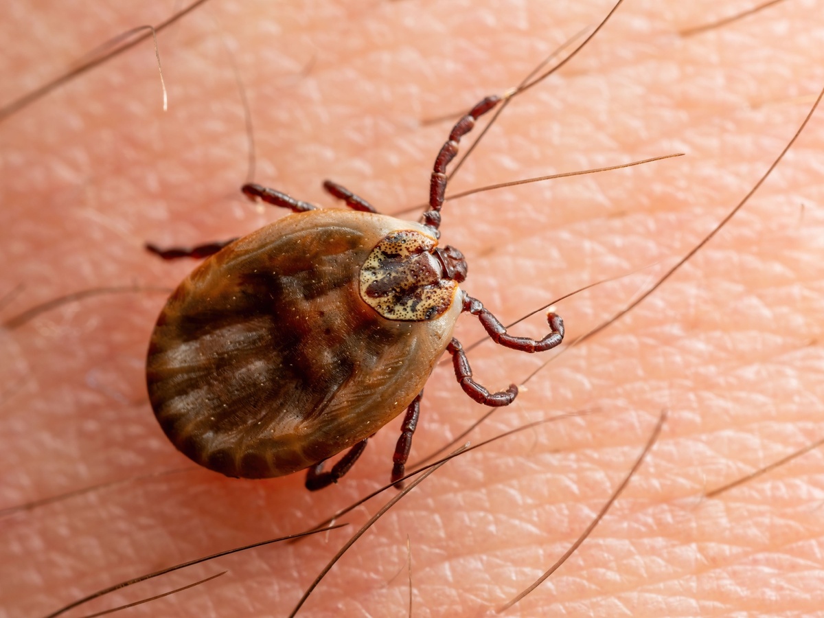 Klíšťata nás ohrožují i v soukromých zahradách. 