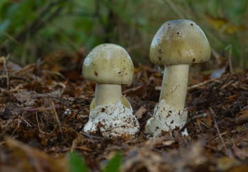 Při procházkách lesem můžete narazit na jedovatou muchomůrku zelenou Při procházkách lesem můžete narazit na jedovatou muchomůrku zelenou
