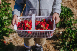 Samosběr ovoce v Česku startuje ve velkém