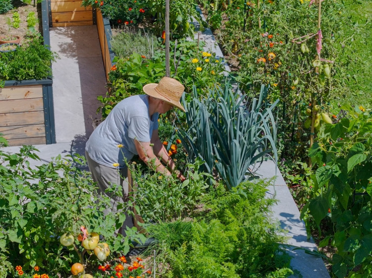Které rostliny dokážou odpuzovat hmyz a zároveň krásně kvést? Které rostliny dokážou odpuzovat hmyz a zároveň krásně kvést?