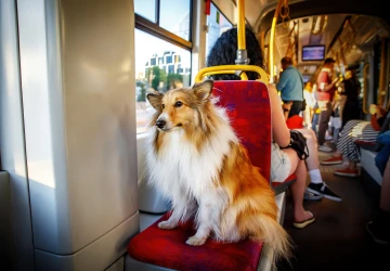 Za psa v tramvaji můžete v některých případech dostat pokutu. Za psa v tramvaji můžete v některých případech dostat pokutu.
