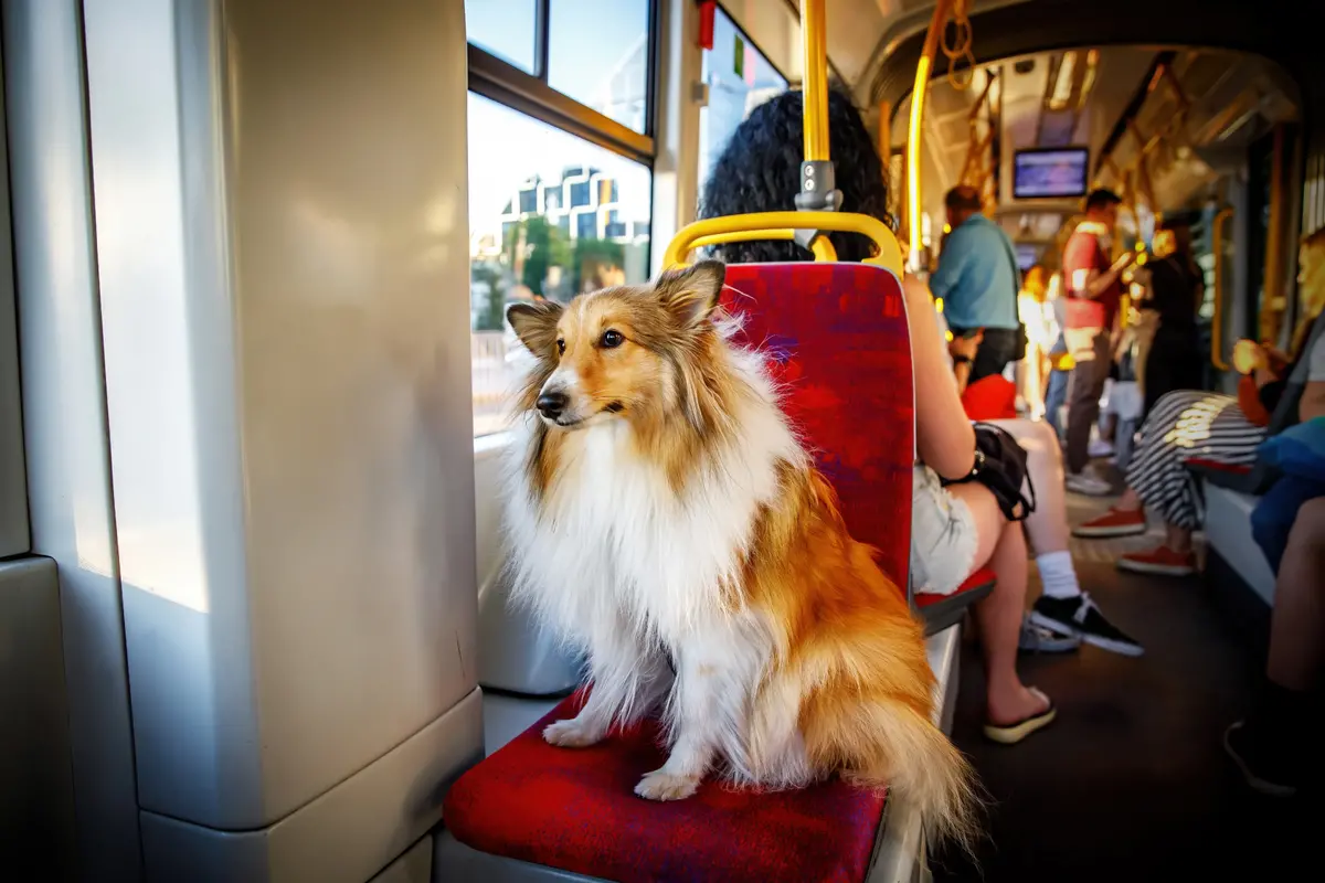 Za psa v tramvaji můžete v některých případech dostat pokutu. 
