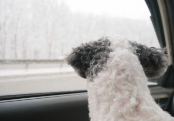 Při cestování se psem je třeba dodržet stanovená pravidla