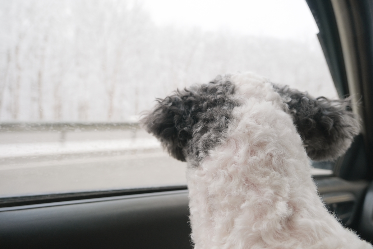 Při cestování se psem je třeba dodržet stanovená pravidla