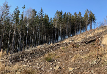 Les vykácený v důsledku kůrovcové kalamity