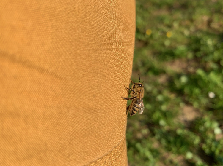 Med se po letech naléhání včelařů dočká nového označení
