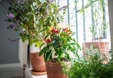 Kvůli topení máte doma suchý vzduch?