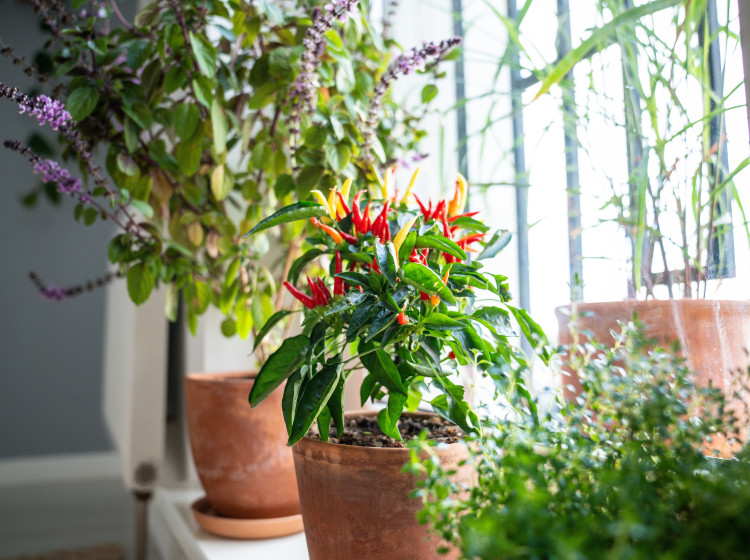 Kvůli topení máte doma suchý vzduch?