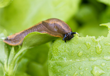 Lichořeřišnice pomáhá s ochranou úrody před škůdci.