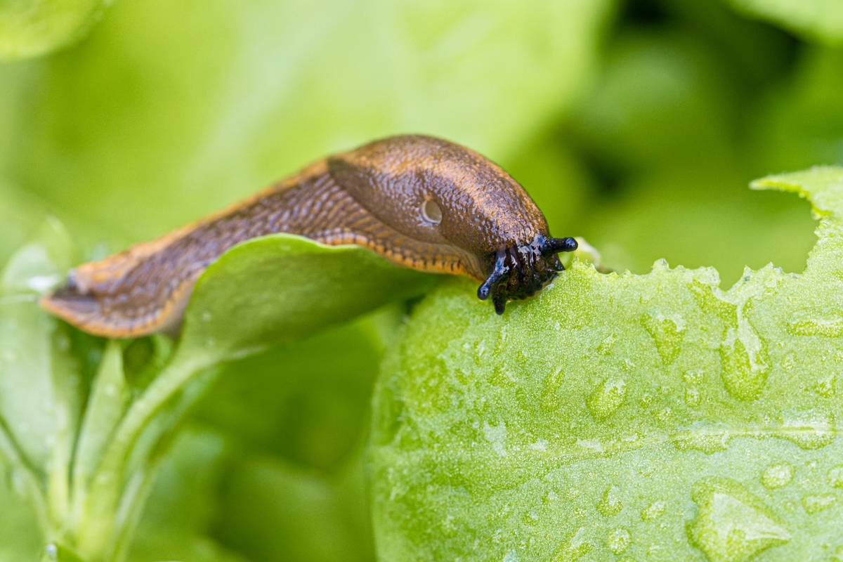 Lichořeřišnice pomáhá s ochranou úrody před škůdci.