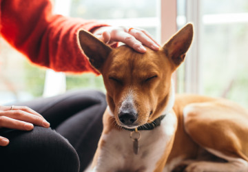 Tito psi jsou miláčci všech – nezaštěkají i kdyby chtěli. Tito psi jsou miláčci všech – nezaštěkají i kdyby chtěli.