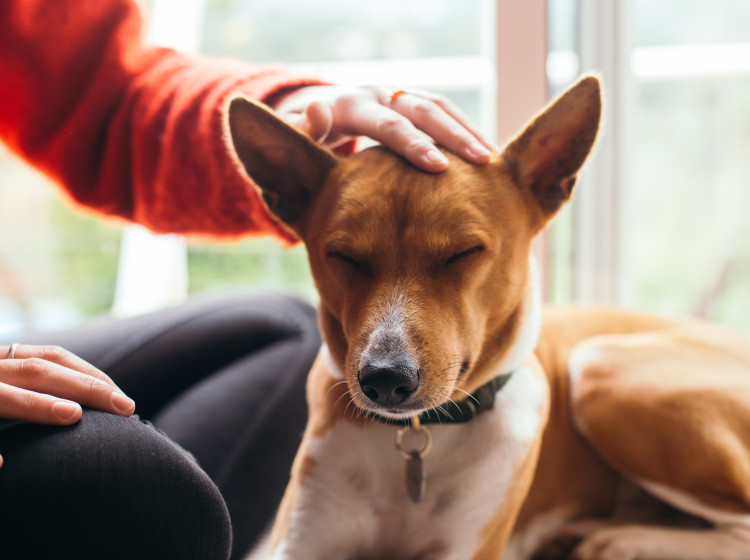 Tito psi jsou miláčci všech – nezaštěkají i kdyby chtěli.