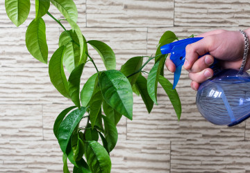 Špatně zvolený čas zalévání se na stavu rostlin může negativně podepsat. Špatně zvolený čas zalévání se na stavu rostlin může negativně podepsat.