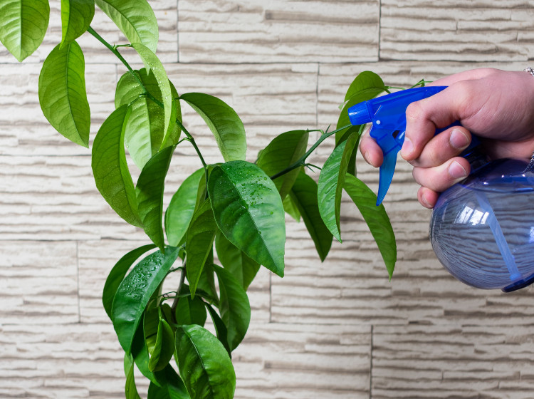 Špatně zvolený čas zalévání se na stavu rostlin může negativně podepsat. Špatně zvolený čas zalévání se na stavu rostlin může negativně podepsat.