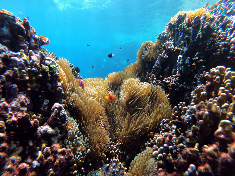 Mořské korály (ilustrační foto)