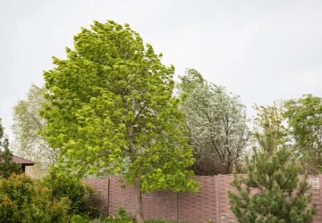 Silnější vítr se ve středu nevyhne ani severu Čech a Českomoravské vrchovině
