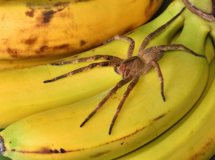 Nejjedovatější pavouk světa se může skrývat v banánech. 