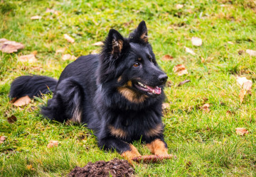 Kolik utratí průměrně majitel za psa během celého jeho života? 