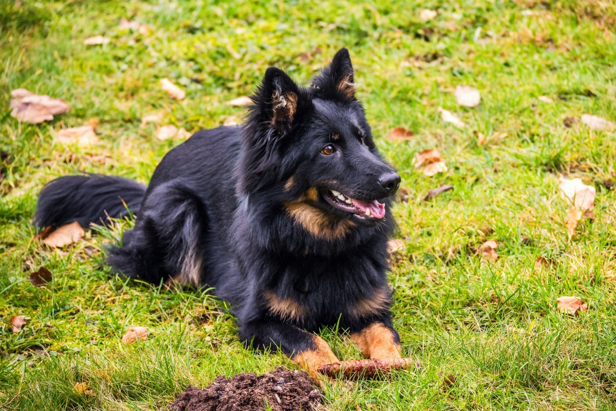 Kolik utratí průměrně majitel za psa během celého jeho života? 
