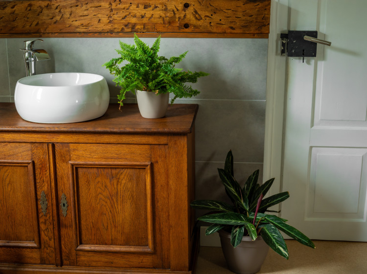 Rostlina do koupelny a na toaletu zatočí s plísní i nepříjemným odérem