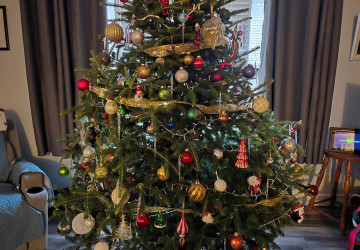 Když se o stromeček budete dobře starat, vydrží vám doma dlouho.