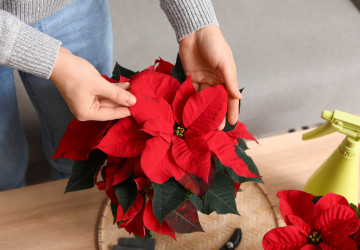 Zapomeňte na vánoční růži. Tahle rostlina vám vydrží celé měsíce Zapomeňte na vánoční růži. Tahle rostlina vám vydrží celé měsíce