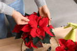 Zapomeňte na vánoční růži. Tahle rostlina vám vydrží celé měsíce Zapomeňte na vánoční růži. Tahle rostlina vám vydrží celé měsíce