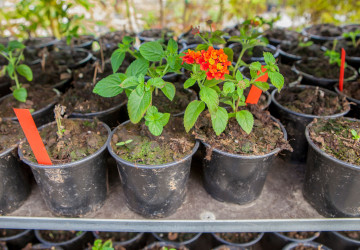 Tahle rostlina vás může překvapit, kvete totiž dlouho a nádherně