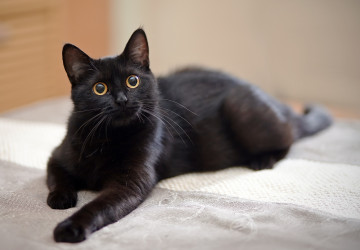 O černého kocoura se hádaly hned tři rodiny. 