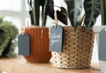 Oblíbená rostlina Čechů údajně přináší do domu hádky