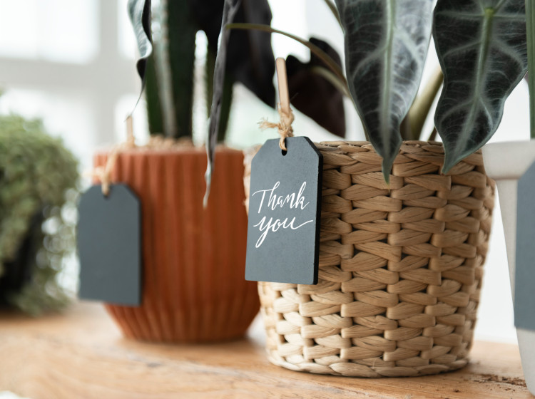 Oblíbená rostlina Čechů údajně přináší do domu hádky Oblíbená rostlina Čechů údajně přináší do domu hádky