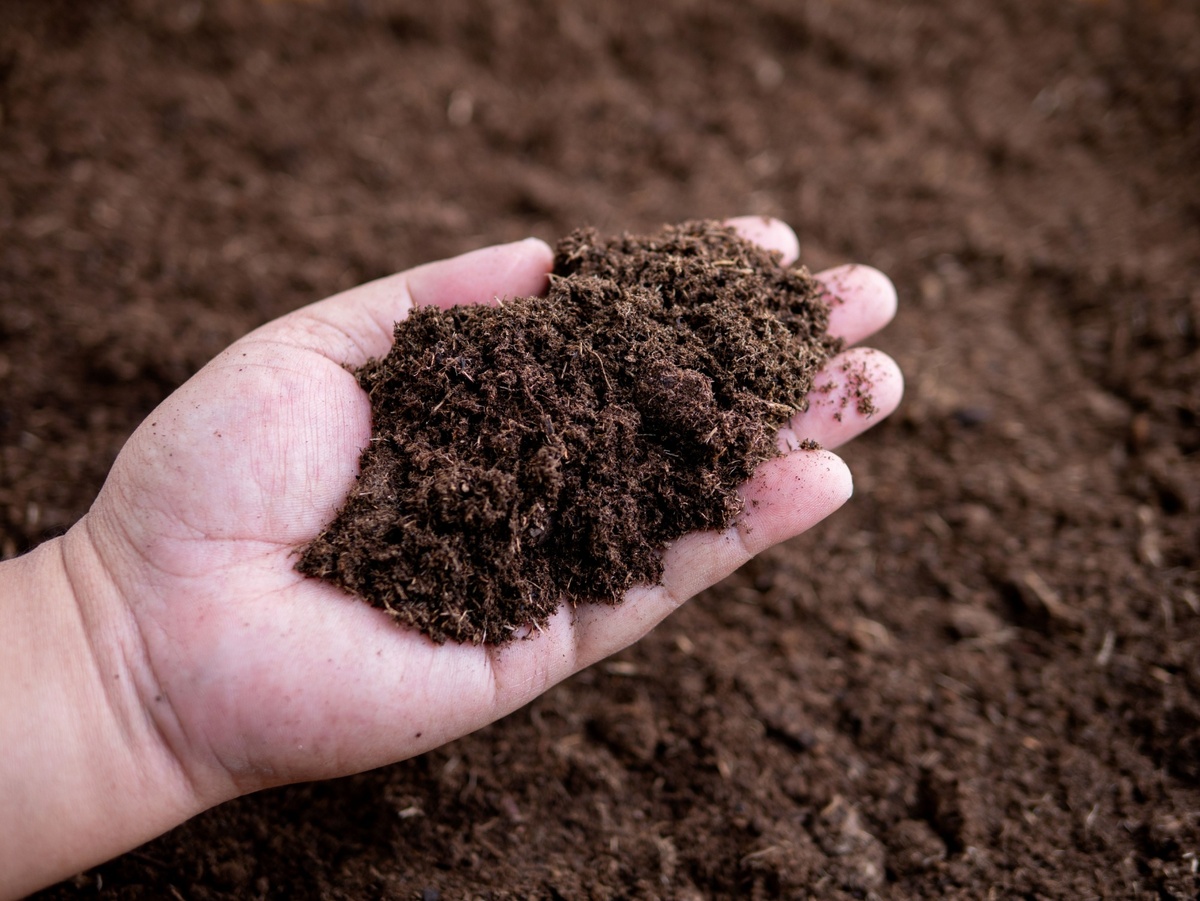 Před výsadbou je vhodné ověřit půdní pH. 